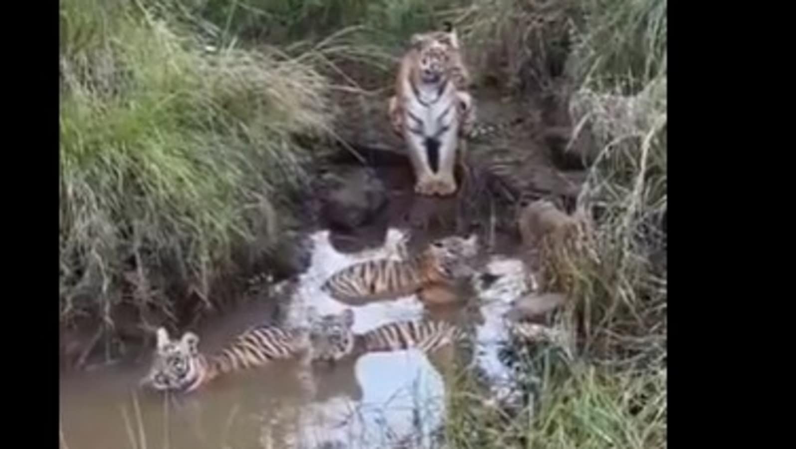 'Mother’s eye never rests': Mama tiger stands guard while cubs cool off in a wwatercolour aterhole | Trending