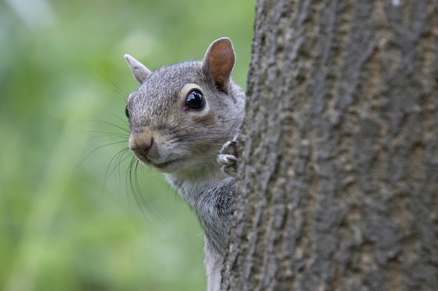 Sightings of ‘zombie squirrels’ spark fears in US and Canada