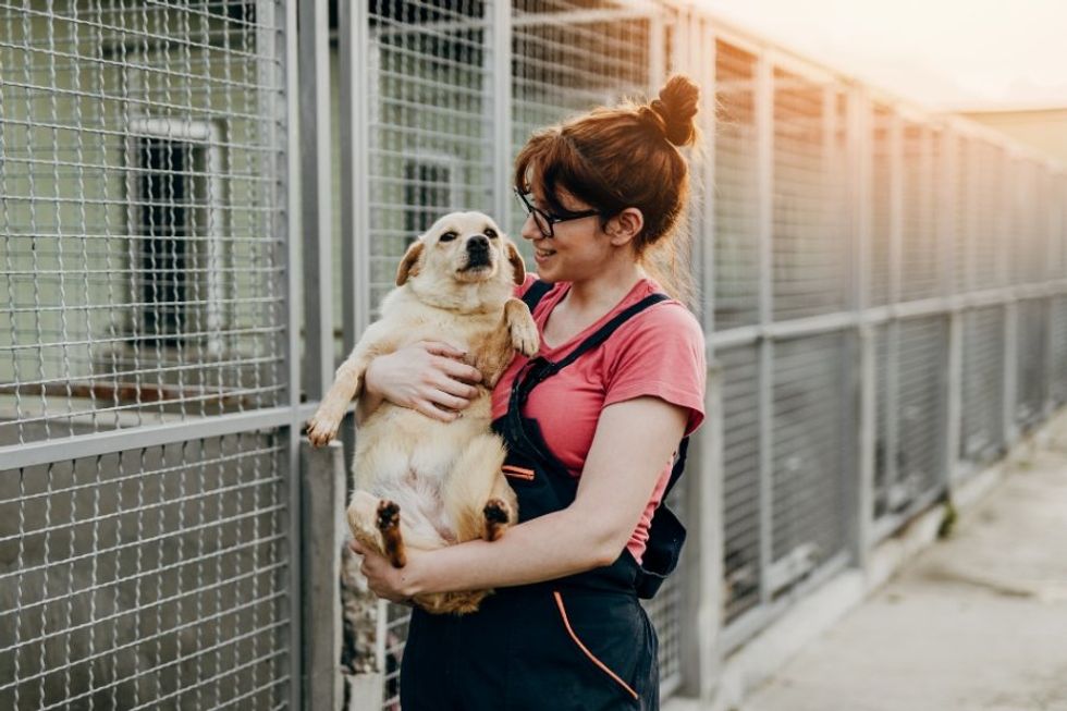 animal rescue, foster dog, pet adoption, animal shelter, animal welfare