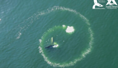 Only the humpback whale is capable of bubble-net feeding, study finds