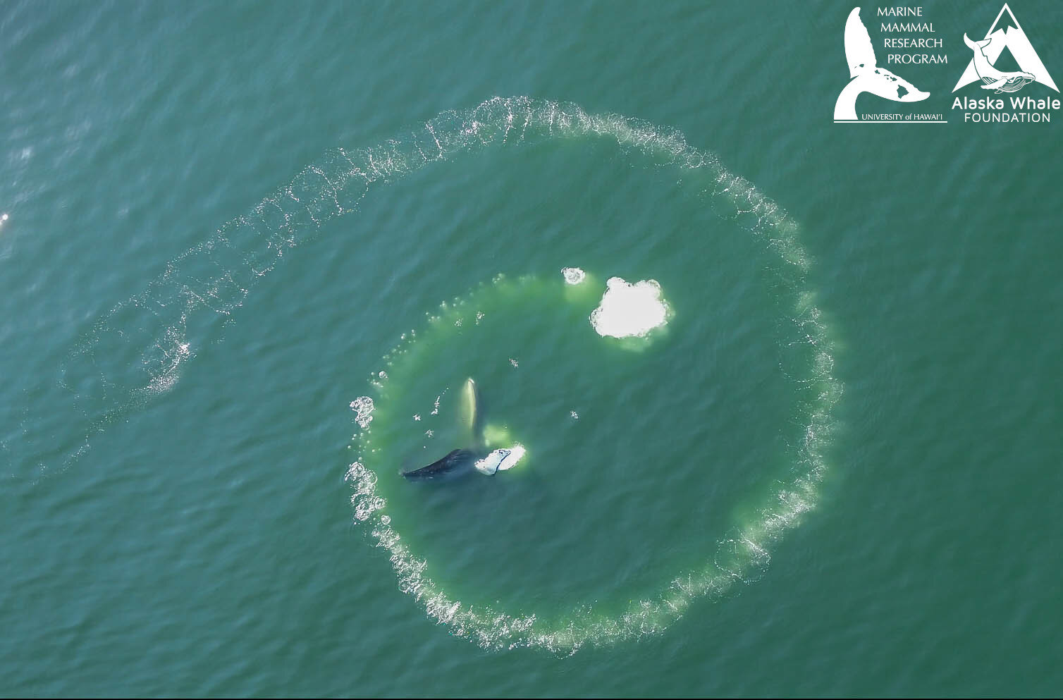 Only the humpback whale is capable of bubble-net feeding, study finds