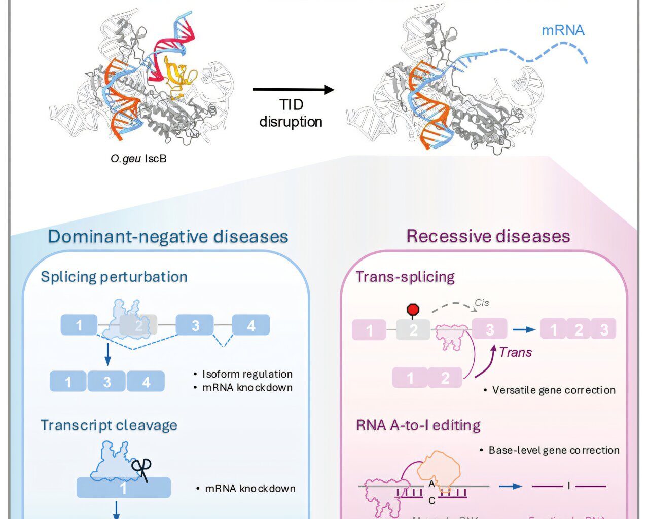 RNA editing tool can take some of the risk out of gene therapy
