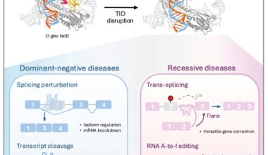 RNA editing tool can take some of the risk out of gene therapy