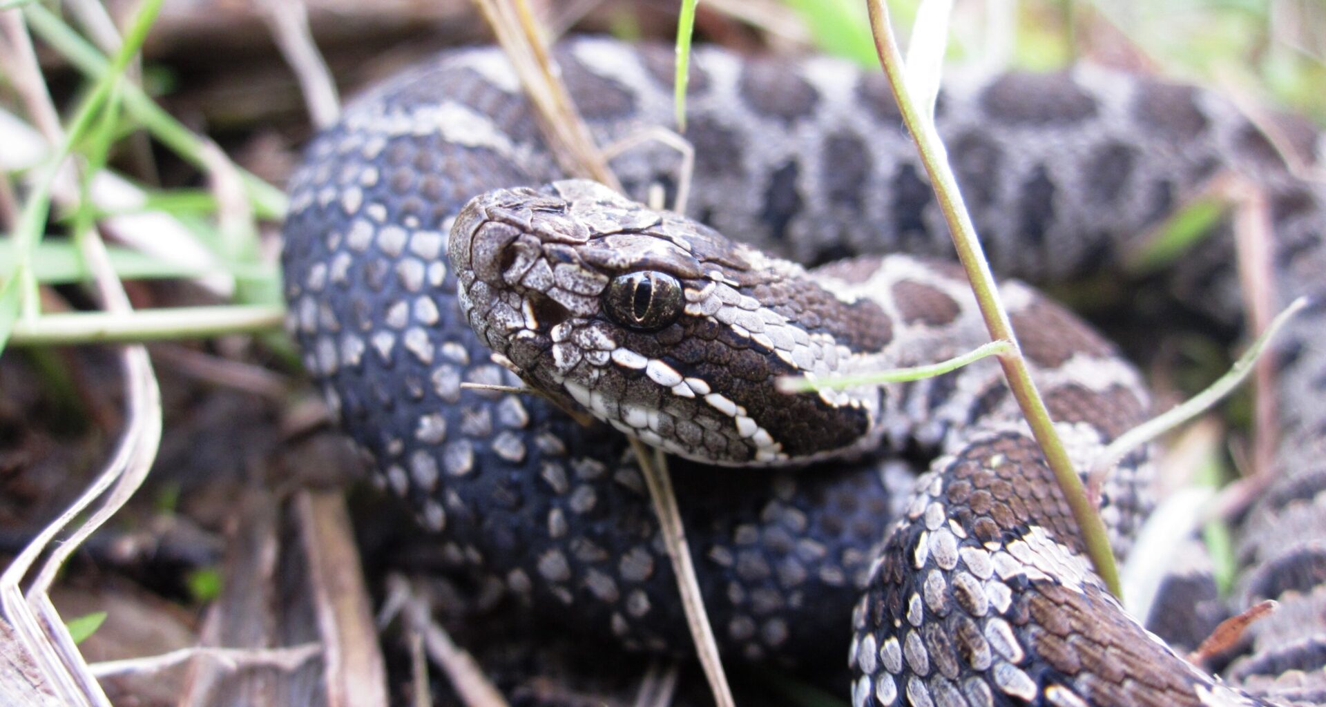 Inbreeding is hurting Michigan's only rattlesnake: Long-term study shows how