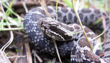 Inbreeding is hurting Michigan's only rattlesnake: Long-term study shows how
