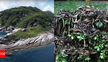 Snake Island secrets: Home to deadly snakes, banned to humans |