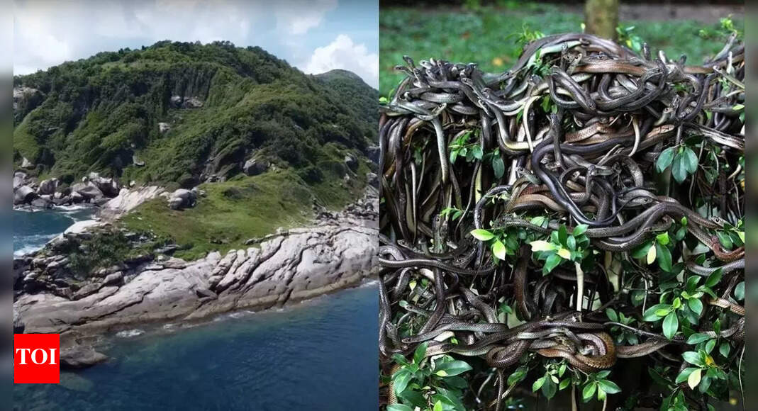 Snake Island secrets: Home to deadly snakes, banned to humans |