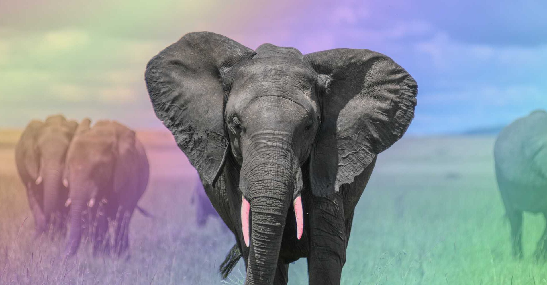 Gay elephants seen 'engaging in same-sex bonding' in Sri Lanka