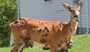 Mutant deer can be spotted across the US: What to know