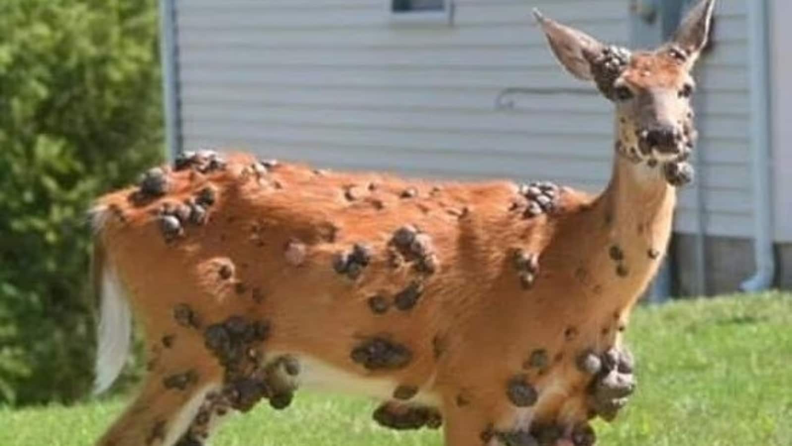 Mutant deer can be spotted across the US: What to know