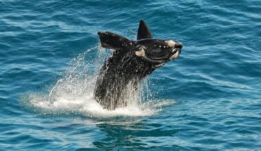 record sightings at season's start