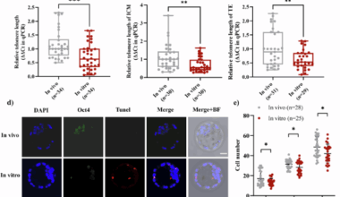 NAD+-dependent Sirt6 is a key regulator involved in telomere shortening of in vitro-cultured preimplantation embryos