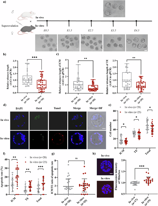 NAD+-dependent Sirt6 is a key regulator involved in telomere shortening of in vitro-cultured preimplantation embryos