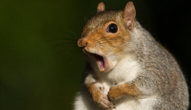 Why ‘Zombie Squirrels’ Have Been Appearing In The U.S. And Canada