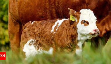 Experts warn of Salmonella Dublin: Cattle-born superbug that is spreading to humans
