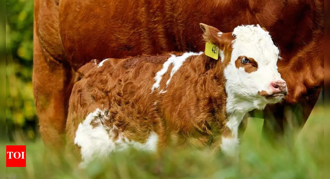 Experts warn of Salmonella Dublin: Cattle-born superbug that is spreading to humans