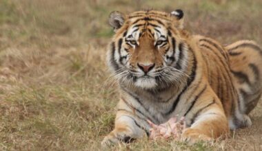 Nepal officially becomes member of International Big Cat Alliance | World News