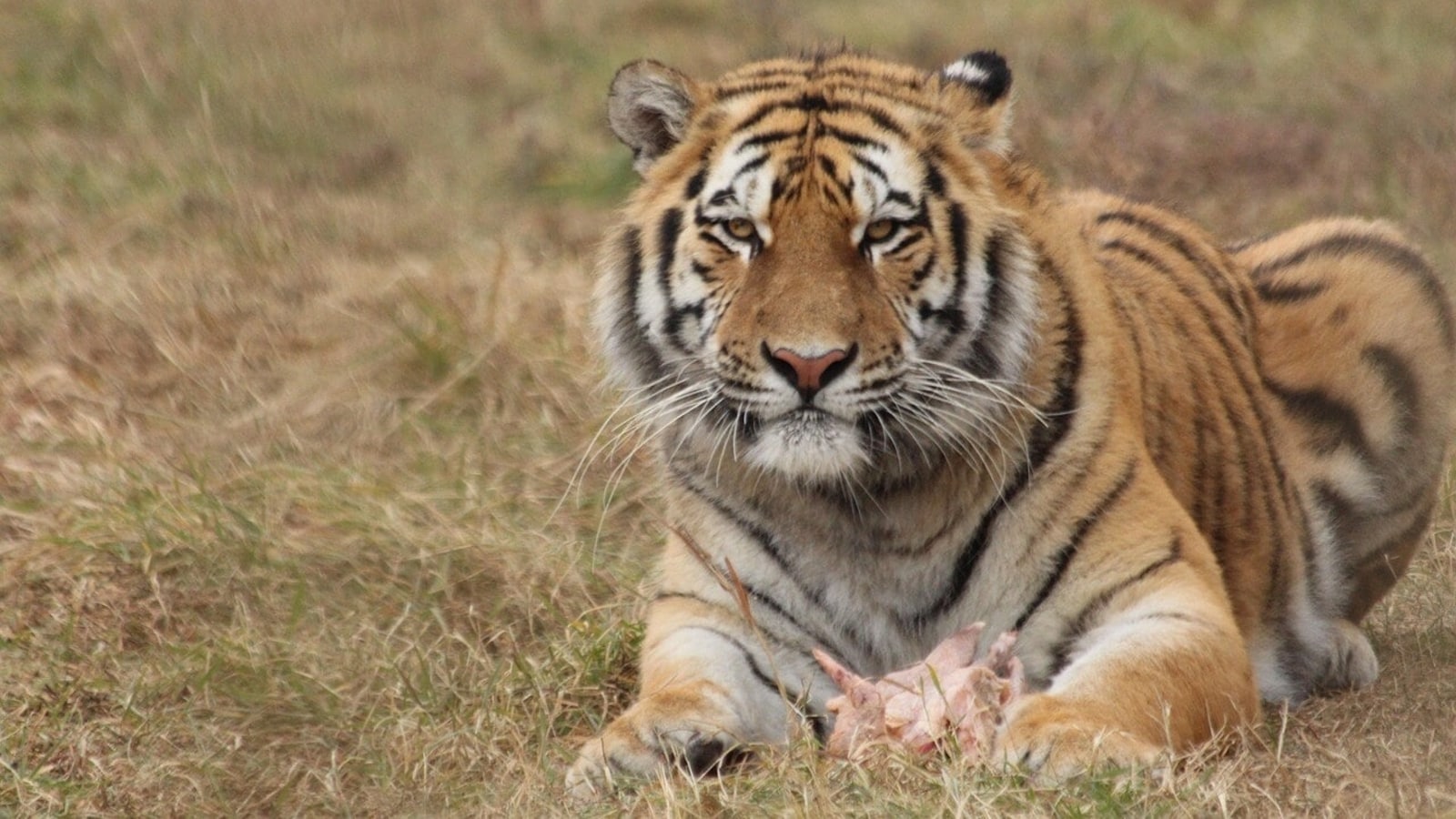 Nepal officially becomes member of International Big Cat Alliance | World News