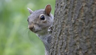 Sightings of ‘zombie squirrels’ spark fears in US and Canada