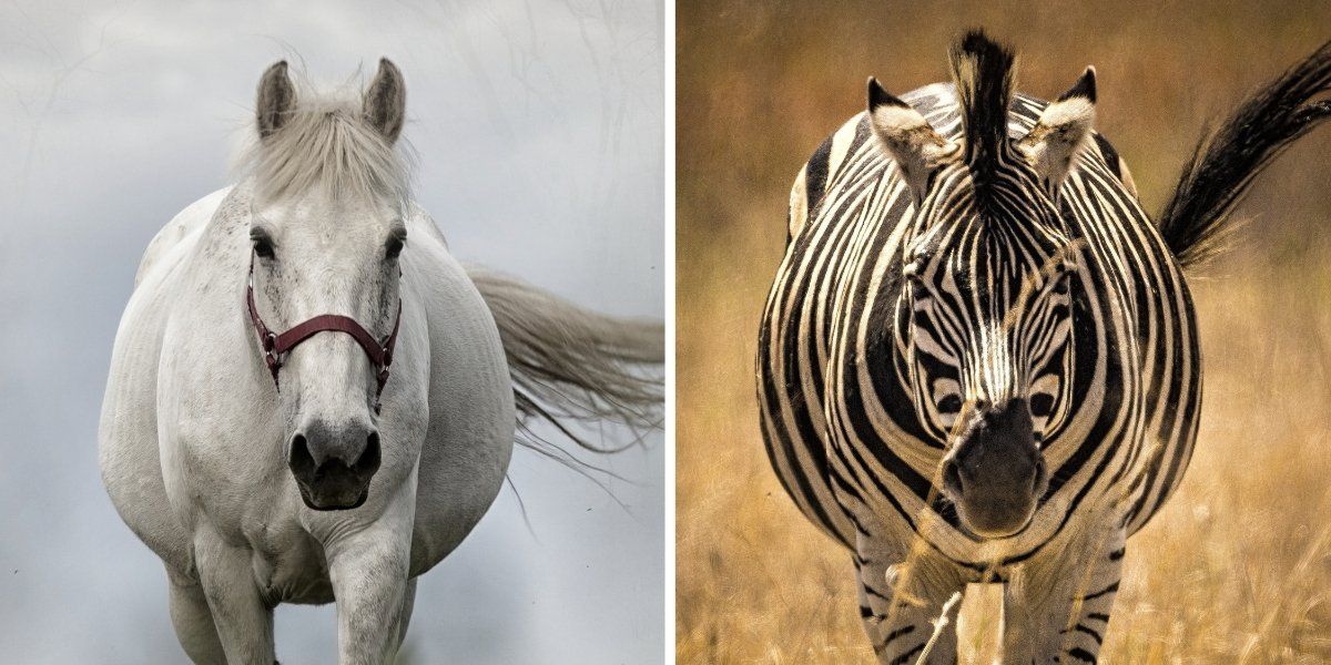 Why do we domesticate some animals but not others? It's all about the four Fs.