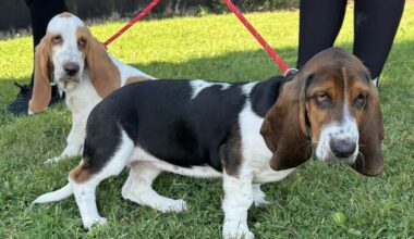 ‘Adopt don’t shop’ – DSPCA warns of ‘industrial-scale’ puppy farming as charity takes in puppies bought just three days prior
