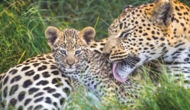 A mother's love: Beautiful intimate photos capture the loveable and unbreakable bond between a leopard mother and her adorable cubs