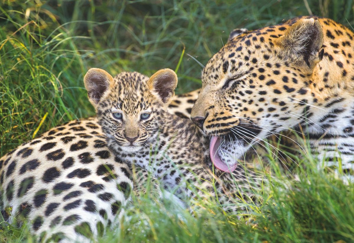 A mother's love: Beautiful intimate photos capture the loveable and unbreakable bond between a leopard mother and her adorable cubs