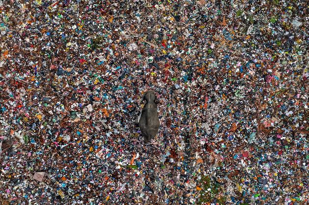 Compelling image of elephant wading through sea of junk in Sri Lanka features in global photography competition