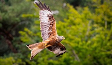 National Parks and Wildlife Service investigating poisoning of Red Kite in Louth