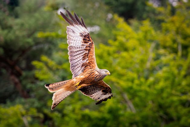 National Parks and Wildlife Service investigating poisoning of Red Kite in Louth