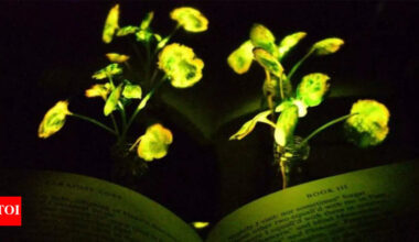 Scientists create ‘Avatar-style’ glowing plants that may soon light up homes and cities |