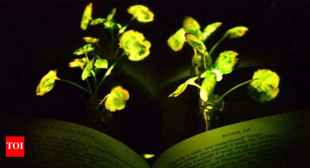 Scientists create ‘Avatar-style’ glowing plants that may soon light up homes and cities |