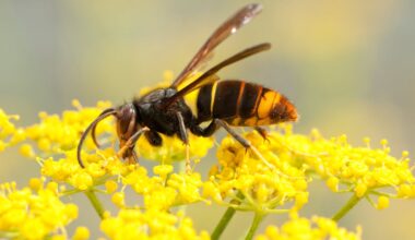 More sightings of Asian hornet confirmed as response intensifies – The Irish Times