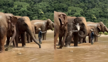 ‘Happy splashes’: Elephants enjoy bath in the stream as caretaker lovingly watches. Video | Trending