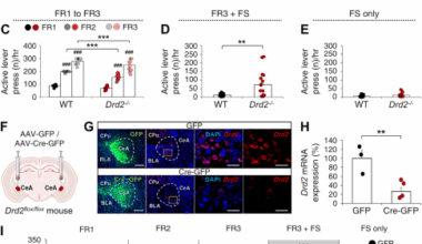 Dopamine D2 receptor modulation of insulin receptor signaling in the central amygdala: implications for compulsive-like eating behavior