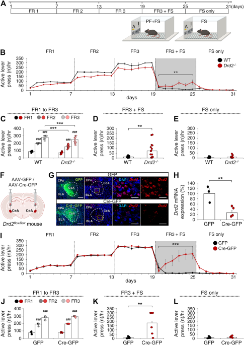 Dopamine D2 receptor modulation of insulin receptor signaling in the central amygdala: implications for compulsive-like eating behavior