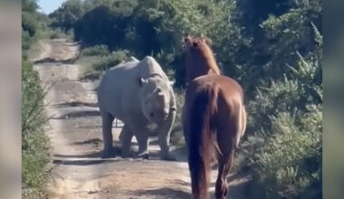Horse Has Unforgettable Encounter With Wild Rhino — And Everyone Walks Away Surprised