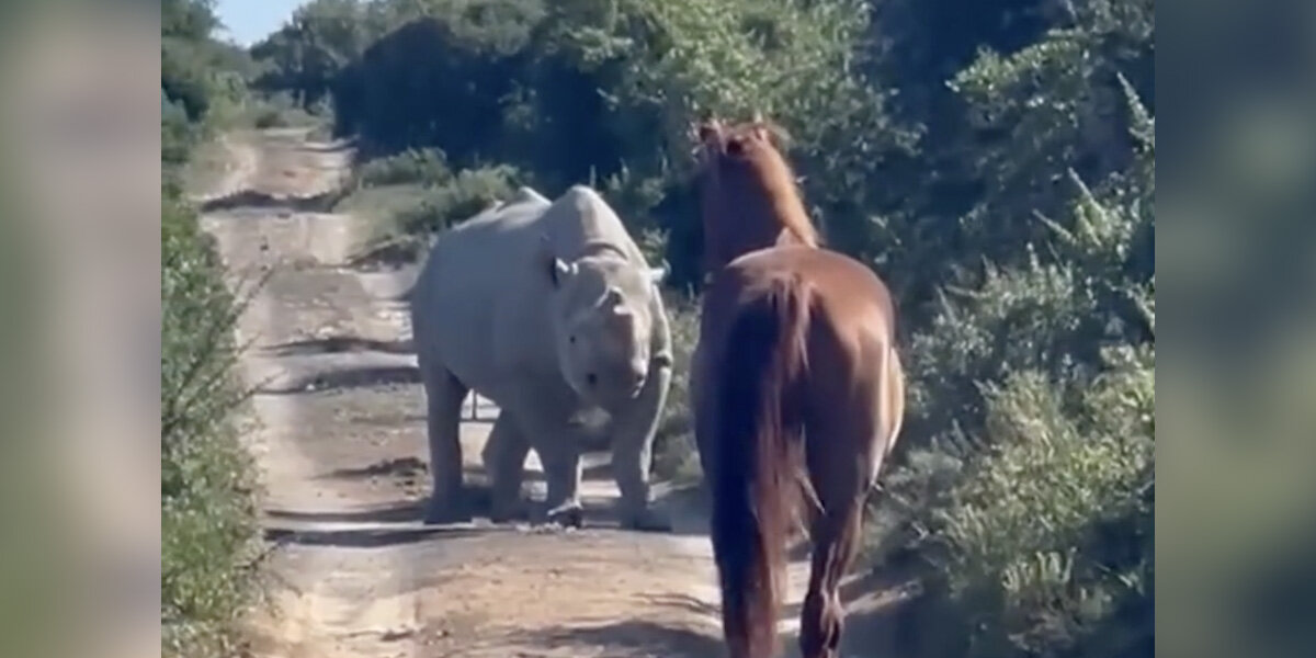 Horse Has Unforgettable Encounter With Wild Rhino — And Everyone Walks Away Surprised