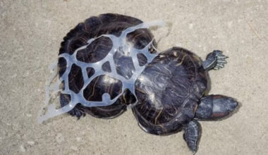 Turtle Cut Free From Six-Pack Rings Is Still Unstoppable 30 Years Later