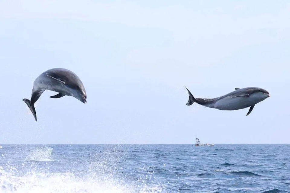 Sea creatures were spotted launching off the coast of California, a company said.