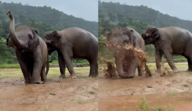 ‘So heartwarming’: Elephants playfully splash in muddy puddle during rainfall. Watch | Trending