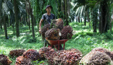 A worker collects palm oil seeds at the Namorambe plantation in Deli Serdang, North Sumatra on May 12, 2022.