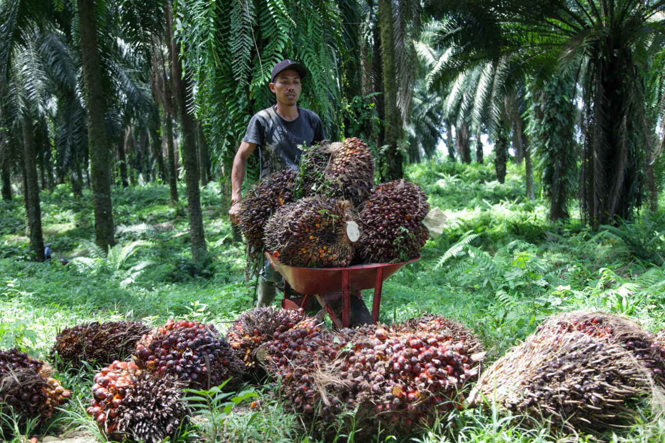 A worker collects palm oil seeds at the Namorambe plantation in Deli Serdang, North Sumatra on May 12, 2022.