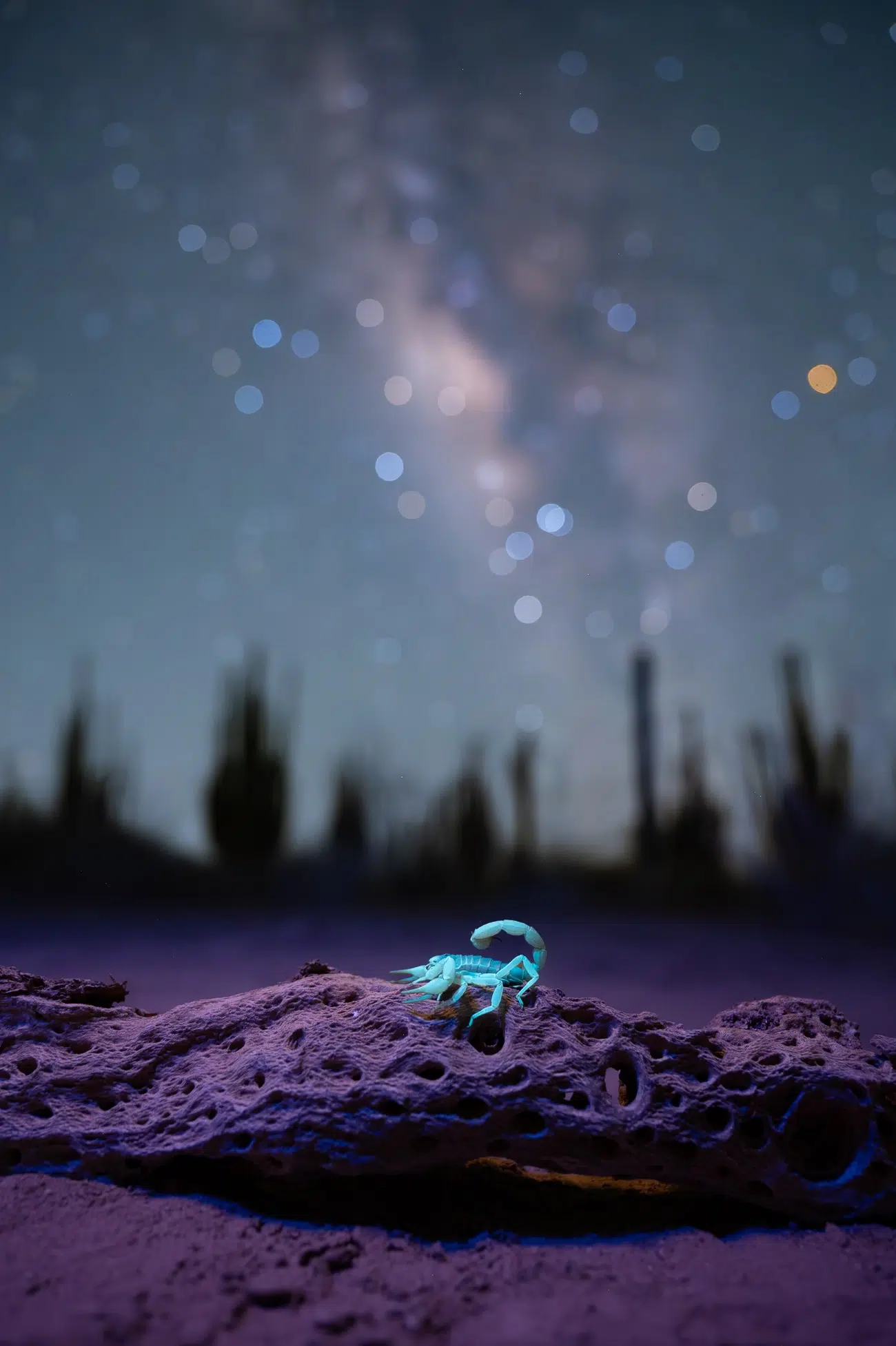 Scorpions use the darkness to hunt in the desert, these organisms thrive in the dark nights of the desert, and even the moon can be enough light to drop their activity.