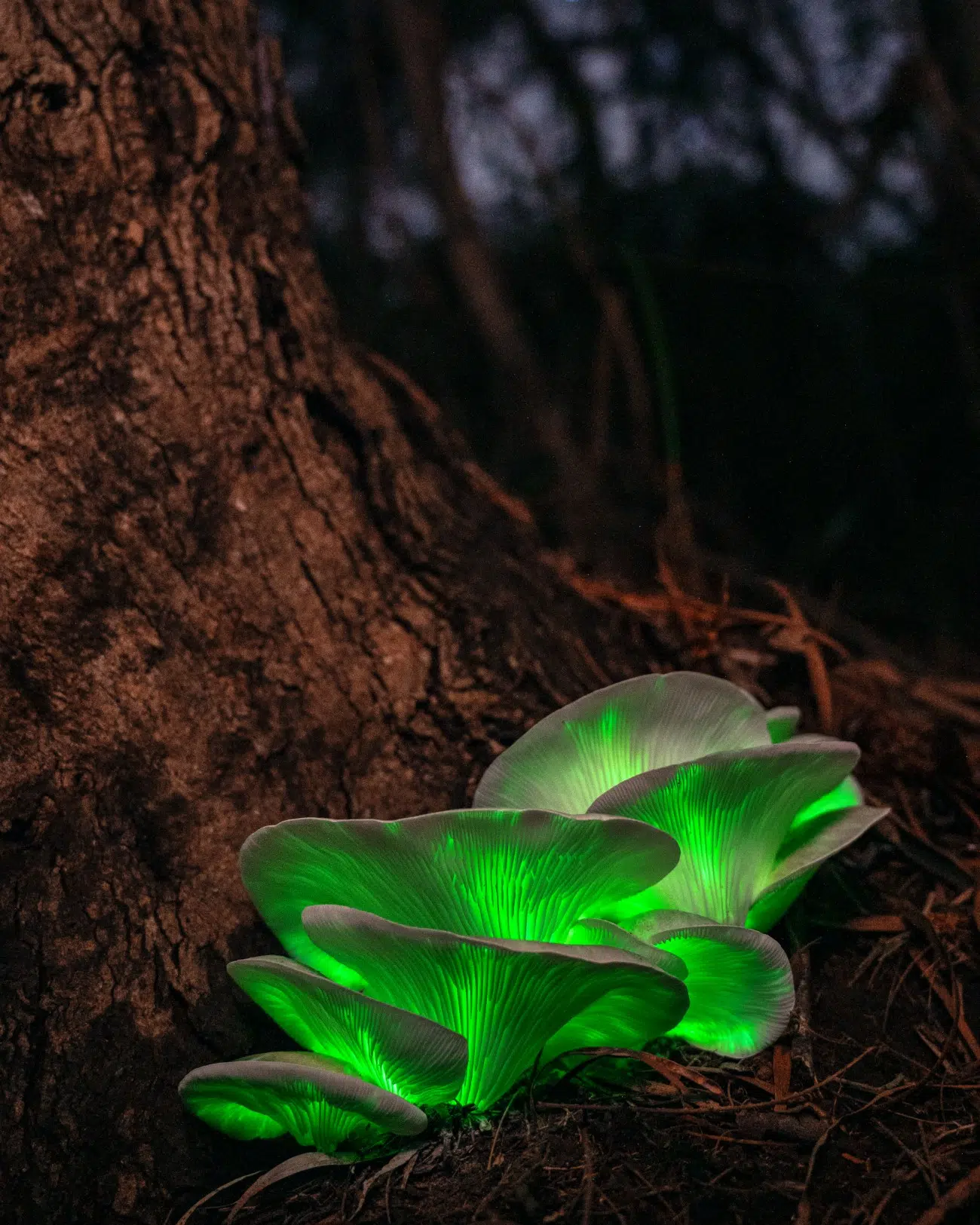 Glowing mushroom at night