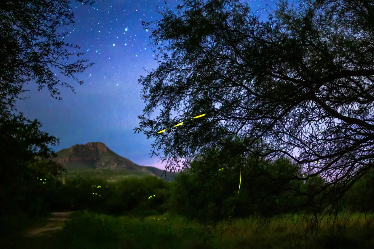 Fireflies in Tuscon