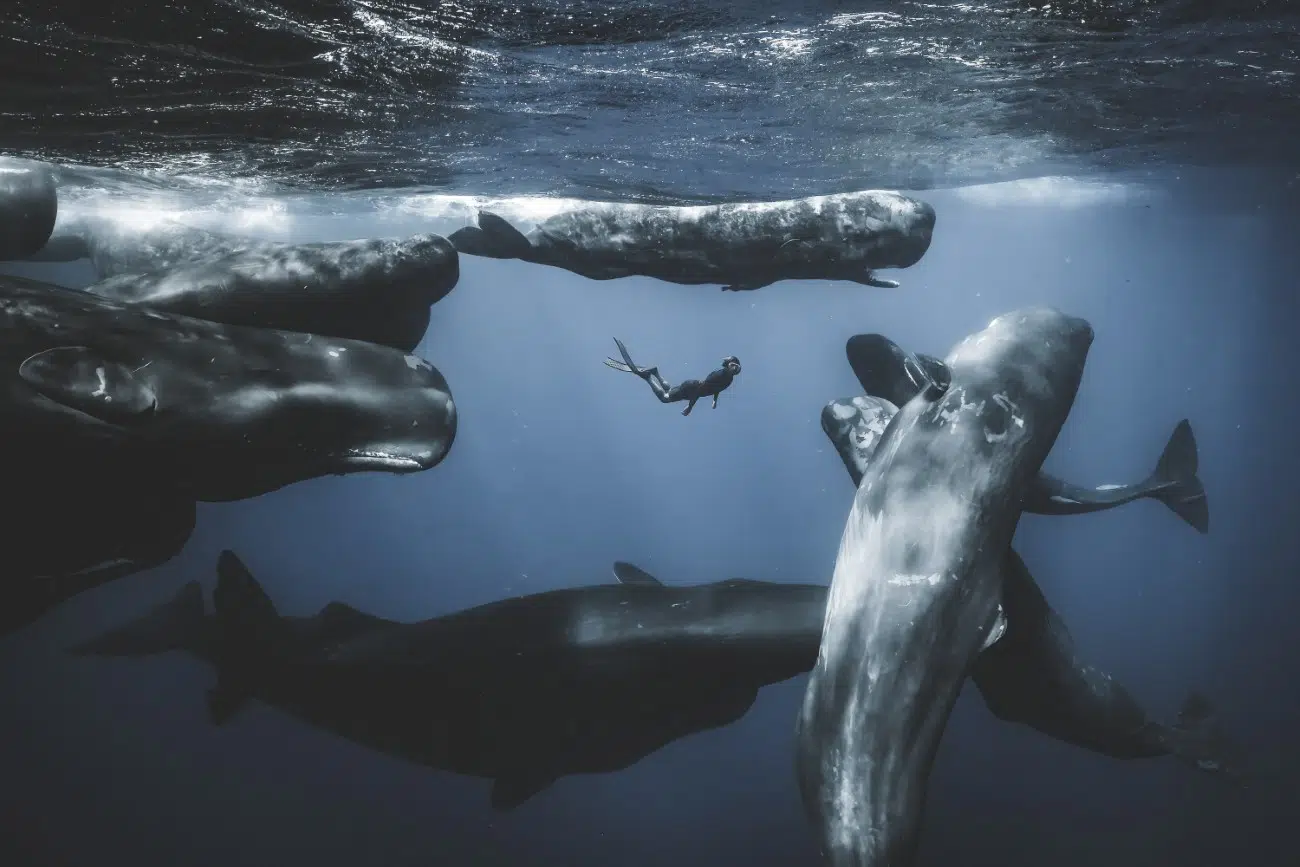 Swimming with sperm whales in Dominica