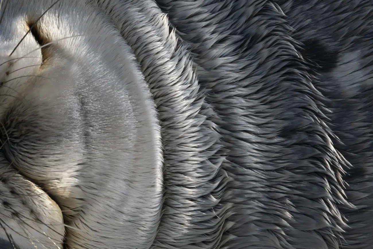 Close up view of a Weddell seal's blubber and fur