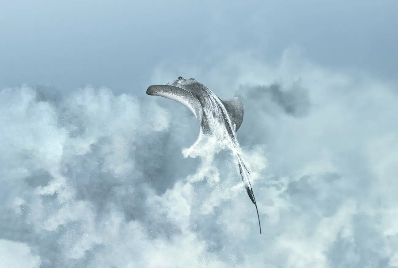 Stingray underwater vanishing into a spray of sand