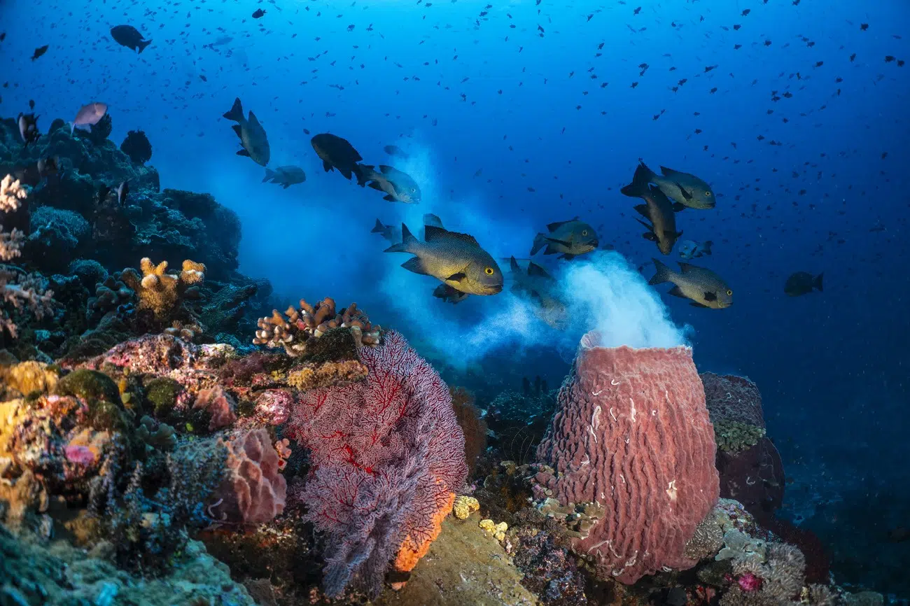 Spawn emerging from a giant barrel sponge